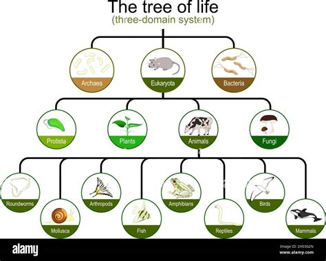 Classification of Living Things .